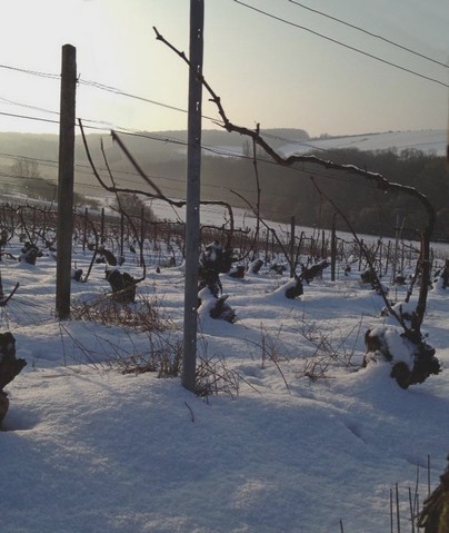 Neige - Snow - Champagne Vineyard - 2013 Mars